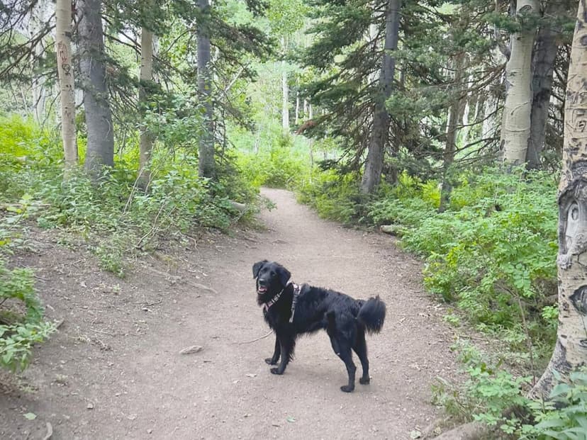Leia, a black dog in a pink harness, on a trail through aspen trees